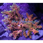 Acropora - Candyland