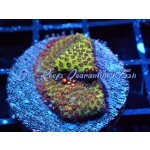 Stylophora - Candy Apple