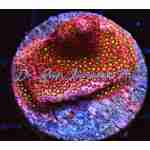 Stylophora - Electric Daisy