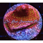 Stylophora - Electric Daisy