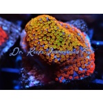 Montipora - Fruity Pebbles