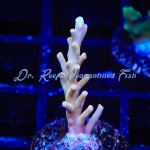 Acropora - Golden Honeycomb