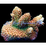 Acropora - Golden Goose Millepora