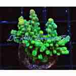 Acropora - Kermit the Frog Tort