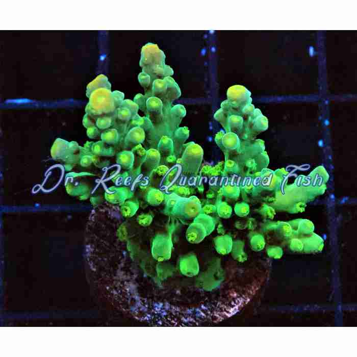 Acropora - Kermit the Frog Tort - Image 2