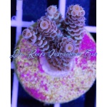 Acropora - Lady in Pink