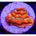 Lepto - Jack-O-Lantern