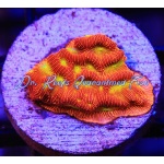 Lepto - Jack-O-Lantern