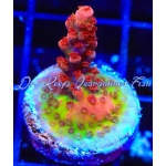Acropora - Maleficent