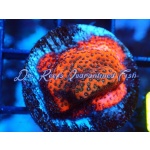 Montipora - Mystic Sunset