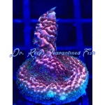 Acropora - Purple Reaper