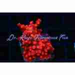 Cyphastrea - Red Branching