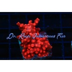 Cyphastrea - Red Branching