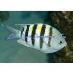 Sergeant Major Damsel