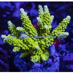 Acropora - Green Slimer Staghorn