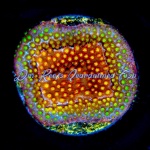 Stylophora - Twisted Metal