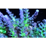 Acropora - Miyagi Tort