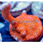 Montipora - Bubblegum Digitada