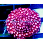 Cyphastrea - Bubblemint