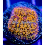 Chalice - Cloudberry