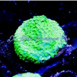Montipora - Emerald Forrest