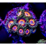 Zoanthid - Fairytale