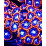 Zoanthid - Fire and Ice