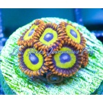 Zoanthid - Fruit Loops