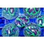 Goniastrea - Funky Turtle Maze