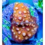 Cyphastrea - Golden Girl