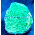 Montipora - Green Cap