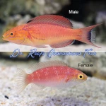 Johnson's Fairy Wrasse (Male)