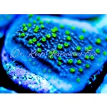 Montipora - Lightning Cap