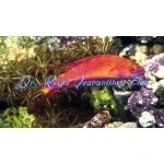 Bell's Flasher Wrasse (Male)