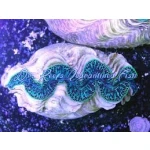 Maxima Clam Ultra 5-6"