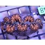 Maxima Clam: Gold