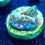 Montipora - Mind Trick