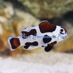 Mocha Storm Clownfish