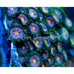 Zoanthid - Nirvana