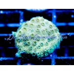 Cyphastrea - Olive Martini