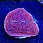 Montipora - Periwinkle Passion