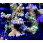 Acropora - Plasma Blast