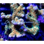 Acropora - Plasma Blast