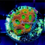 Acan - Pumpkin Echinata