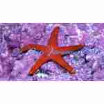 Red Fromia Sea Star