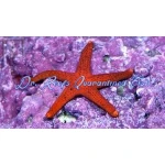 Red Fromia Sea Star