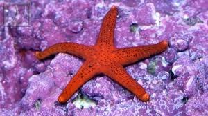 redfromia Red Fromia Sea Star - Image 1