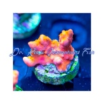 Montipora - Red/Orange Setosa