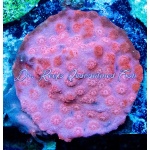 Cyphastrea - Scream Tail