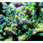 Acropora - Sunbeam